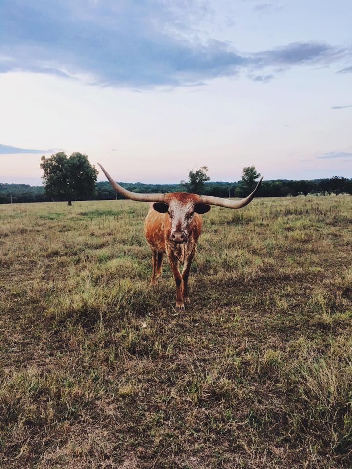 14088460_10153696810070685_7822815467027860608_n